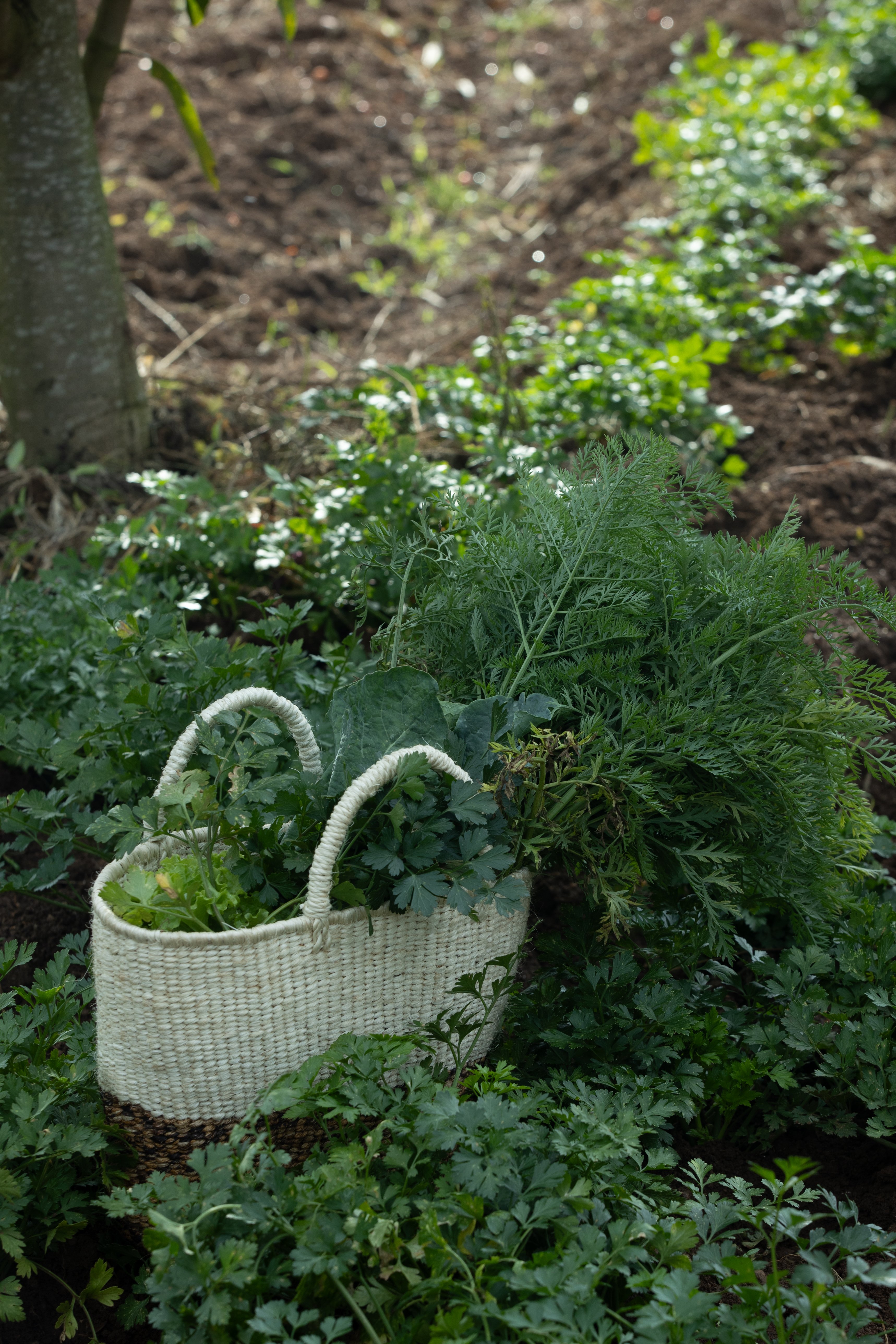 Gardens
